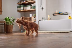 Dog shaking off after a bath